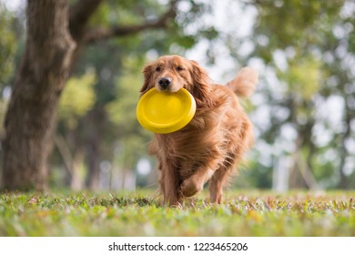 Golden Retriever Playing In The Meadow