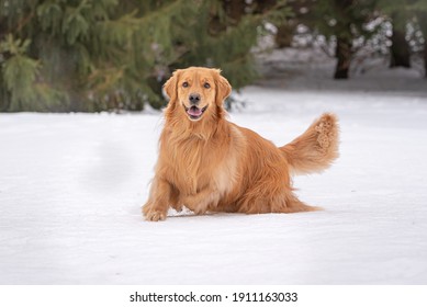 Golden Retriever Playing In The Snow, Running And Kicking Up Snow. Evergreen Trees In Background, Dog Wearing Red Scarf. 