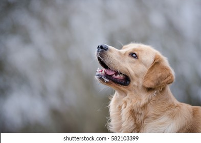 Golden Retriever Playing In Winter Time