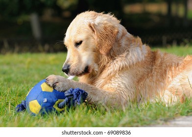 14,194 Golden retriever on beach Images, Stock Photos & Vectors ...