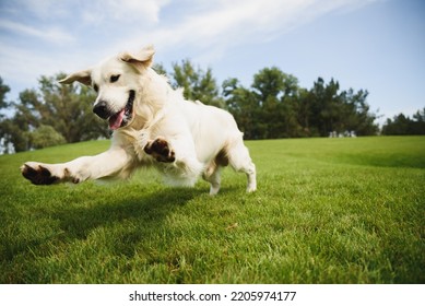 Golden Retriever plays with a ball.A beautiful dog walks in a clearing. puppy runs in the park.A trained dog performs tricks.A joyful dog in the forest.An obedient labrador walks. dog sitting on grass - Shutterstock ID 2205974177