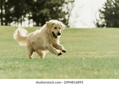 Golden Retriever plays with a ball.A beautiful dog walks in a clearing. puppy runs in the park.A trained dog performs tricks.A joyful dog in the forest.An obedient labrador walks. dog sitting on grass