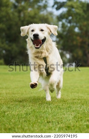 Golden Retriever plays with a ball.A beautiful dog walks in a clearing. puppy runs in the park.A trained dog performs tricks.A joyful dog in the forest.An obedient labrador walks. dog sitting on grass