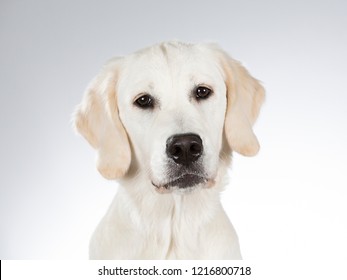 Golden retriever portrait. Image taken in a studio with white background. - Shutterstock ID 1216800718