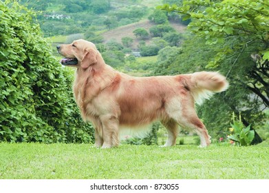 1,822 Golden retriever dog show Images, Stock Photos & Vectors ...