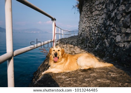 golden retriever posing while walking along the lakefront on a sunny day, Lake Maggiore, Italy,