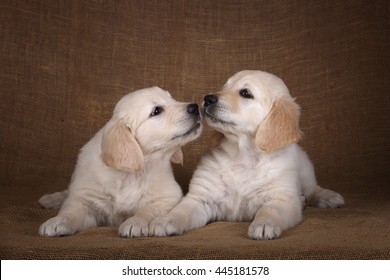 1,249 Golden retriever kiss Stock Photos, Images & Photography