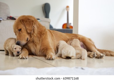 Golden Retriever Puppies