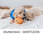 Golden Retriever Puppies with Basketball and Tennis Ball