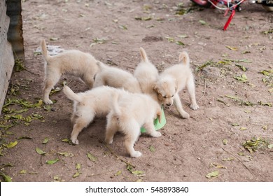 Golden Retriever puppies feeding together - Shutterstock ID 548893840