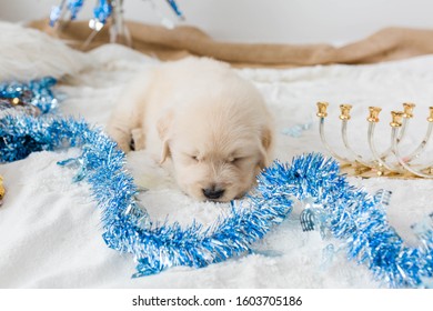 Golden Retriever Puppies Hanukkah Decor