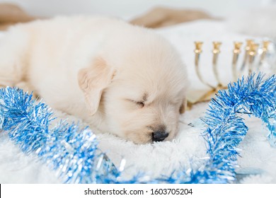 Golden Retriever Puppies Hanukkah Decor