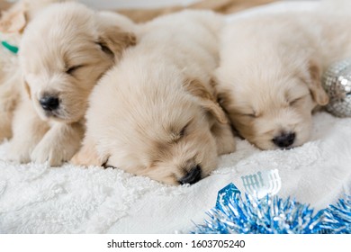 Golden Retriever Puppies Hanukkah Decor