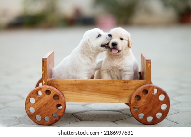 1,249 Golden retriever kiss Stock Photos, Images & Photography