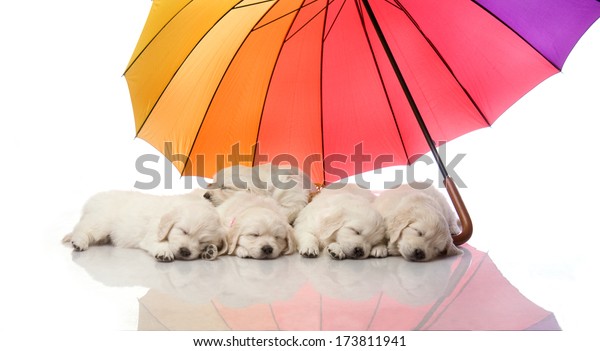 Golden Retriever Puppies Sleeping Under Colorful Stock Photo Edit