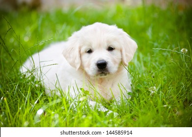 Golden Retriever Puppy