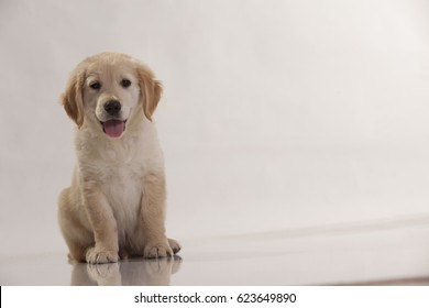 Golden Retriever Puppy