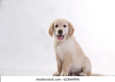 Golden Retriever Puppy