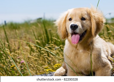 Golden Retriever Puppy