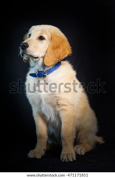 Golden Retriever Puppy 3 Months Old Stock Photo Edit Now 471171851