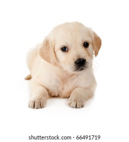 Golden Retriever Puppy Of 6 Weeks Old On A White Background