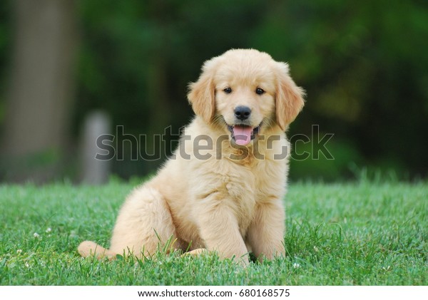 Golden Retriever Puppy Stock Photo 680168575 | Shutterstock