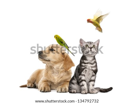 Golden retriever puppy (7 weeks old) lying with a Parakeet perched on its head next to British Shorthair kitten sitting with a parekeet fkying, isolated on white