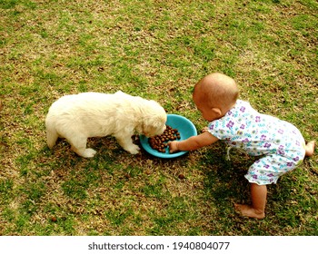 
	Golden Retriever Puppy And Baby Sharing A Bowl Of Food				