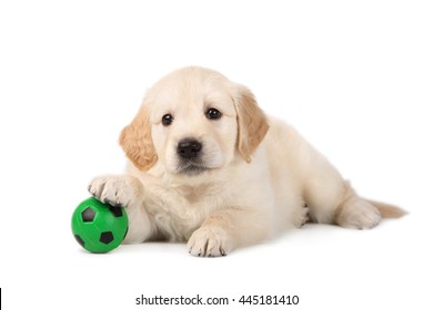 162 Golden Retriever And Football Images, Stock Photos & Vectors ...