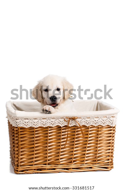 Golden Retriever Puppy Basket Cute Newborn Stock Photo Edit Now