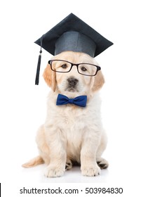 Golden retriever puppy with black graduation hat and eyeglasses. isolated on white background