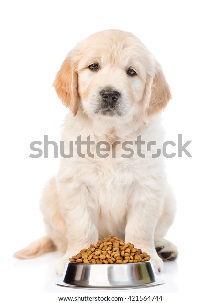 golden retriever puppies in a bowl