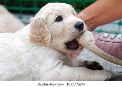 Golden Retriever Puppy Chews On The Shoe. Close Up.