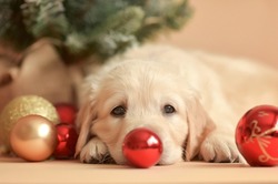 Golden Retriever Puppy With Christmas New Year Gift On Beige Background Golden Red Balls And Gift Near New Year Tree, Consept Christmas And New Year