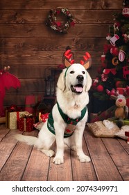 Golden Retriever Puppy Christmas Photoshoot