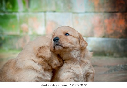 a golden retriever puppy comforting its sad littermate