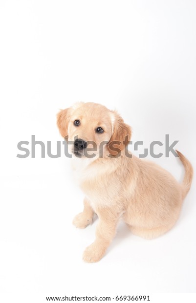 Golden Retriever Puppy Cute Face Photographed Stock Photo Edit