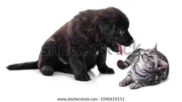 Golden Retriever Puppy Dog American Shorthair Stock Photo Edit