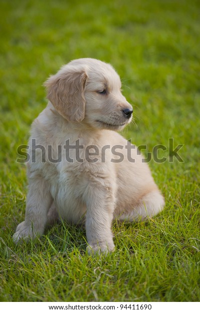 Golden Retriever Puppy Dog Baby Stock Photo Edit Now 94411690