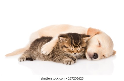 Golden Retriever Puppy Dog And British Cat Sleeping Together. Isolated On White Background