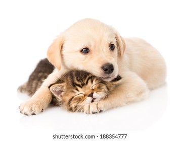 Golden Retriever Puppy Dog Hugging Sleeping British Cat. Isolated On White Background