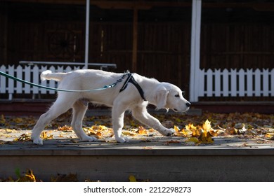 Golden Retriever Puppy Dog Walking On A Leash In Autumn