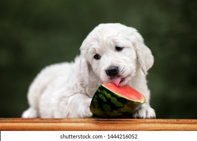 Golden Retriever Puppy Eating Watermelon