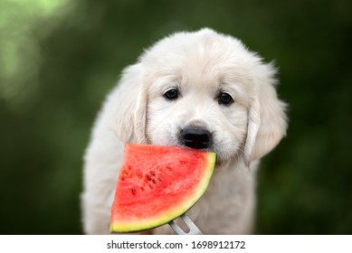 1,298 Dog watermelon Stock Photos, Images & Photography | Shutterstock