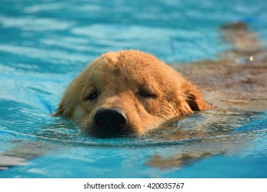 Golden Retriever Puppy Exercise Swimming Pool Stock Photo 420035767 ...