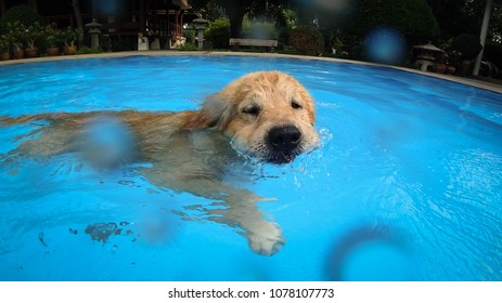 Golden Retriever Puppy Exercises Swimming Pool Stock Photo 1078107773 ...