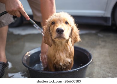 Golden retriever puppy gets a bath