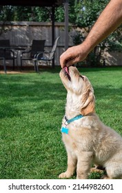 Golden Retriever Puppy Getting A Treat During Puppy Training On Backyard