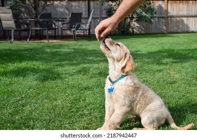 Golden Retriever Puppy Getting A Treat During Puppy Training On Backyard