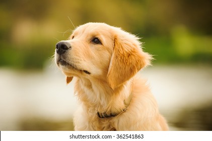 Golden Retriever Puppy Head Shot